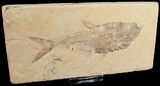 Diplomystus Fossil Fish - Wyoming #6598-1
